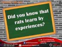 Did you know that rats learn by experiences?
 Rats are psychologically intellige…