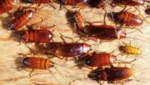 Interesting Facts Did you know that a cockroach is the.xx&oh=4b9c6da0e2a57bd628a97773ab62d473&oe=5E56531E - ADJ and R Pest Control Services in Davao City