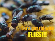 Interesting Facts!
 "Flies"
 Flies were originated from Africa. When m…