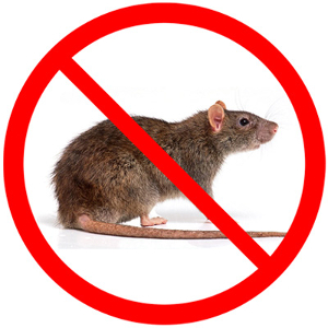 Rodent Rat Control - ADJ and R Pest Control Services in Davao City