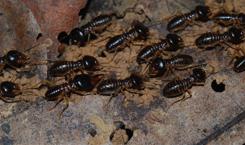 Termite/Anay Control