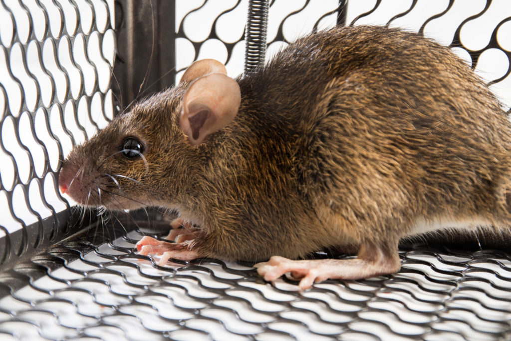 Rodent Rat Control In Davao 