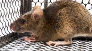 Rodent/Rat Control in Davao City