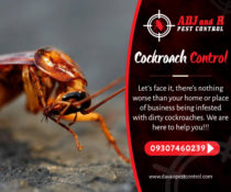Cockroach Control
 Let’s face it, there’s nothing worse than your home or place …