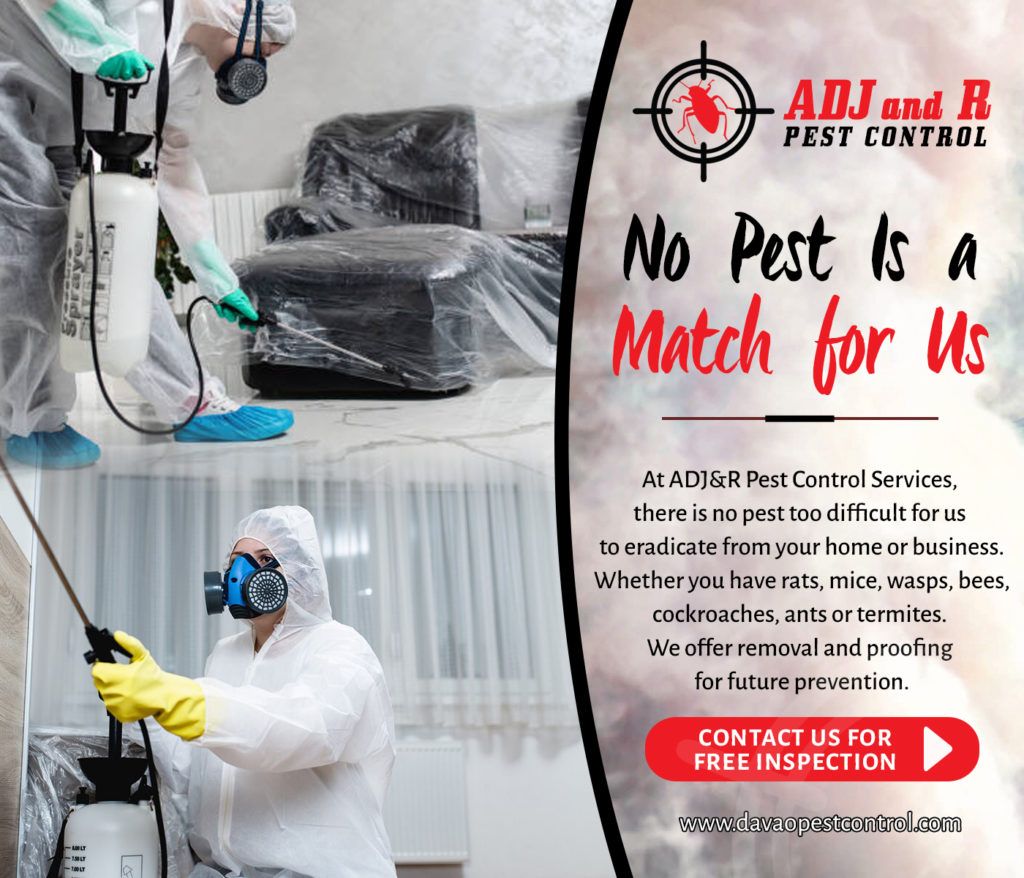 No Pest Is a Match for Us - ADJ and R Pest Control Services in Davao City