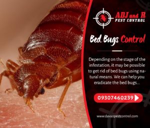 Bed Bugs Control Depending on the stage of the infestation.xx&oh=6e3d5b1e2c972ebac24d290e7d986308&oe=5E7AAC0F - ADJ and R Pest Control Services in Davao City