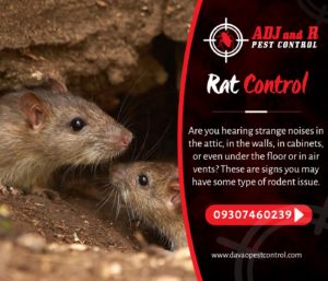 Rat Control Are you hearing strange noises in the attic.xx&oh=95758460f710f3afde8a5b900bcf27a7&oe=5E80BF3C - ADJ and R Pest Control Services in Davao City
