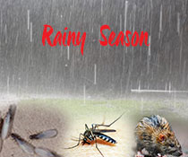 rainy season - ADJ and R Pest Control Services in Davao City
