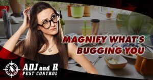 Magnify What039s Bugging you Homeowners who are interested in pest.xx&oh=29fc66b6516940169137dbaccccaa195&oe=5F49073E - ADJ and R Pest Control Services in Davao City