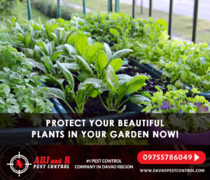 Protect your beautiful plants in your garden now Still having.xx&oh=d0dae7ecb4c14a5bd755769a69da19af&oe=5F35036A - ADJ and R Pest Control Services in Davao City