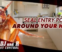 SEAL ENTRY POINTS AROUND YOUR HOME
 Head outdoors and look for entry points arou…