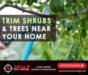 Trim shrubs and trees near your home Shrubs and trees.xx&oh=3bda6b492b8285d5980413a4313ab3e2&oe=5F50008E - ADJ and R Pest Control Services in Davao City
