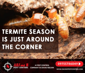Termite season is just around the corner and we want.xx&oh=23e7b4766fc09e2266702312bfae88bf&oe=5F739588 - ADJ and R Pest Control Services in Davao City