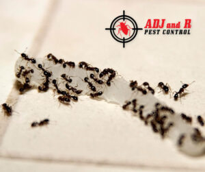 Ants are attracted to protein and sweet substances. To prevent.xx&oh=d82fd6cac1204a0dac8a692bb16924b2&oe=5F9B45AE - ADJ and R Pest Control Services in Davao City