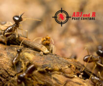 Termite infestations often go unnoticed until it is too late.xx&oh=2b70f371384d7f20f64aadb1215310ca&oe=5FA46A62 - ADJ and R Pest Control Services in Davao City