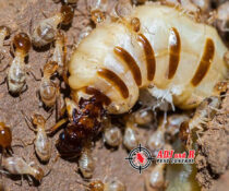 A queen termite can live up to 15 years producing.xx&oh=d32aeab942a9e5ebed100cfef98817b1&oe=5FD9C735 - ADJ and R Pest Control Services in Davao City