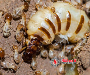 A queen termite can live up to 15 years producing.xx&oh=d32aeab942a9e5ebed100cfef98817b1&oe=5FD9C735 - ADJ and R Pest Control Services in Davao City