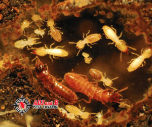 Hungry termites eat around the clock. Our termite treatments discourage.xx&oh=331e0edb022b7d39db6e7e08e556e736&oe=5FD7A40C - ADJ and R Pest Control Services in Davao City