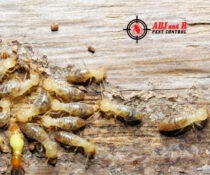 We039ll tackle the little problems before they turn into big.xx&oh=a19230bd6af0ddf1270d16e557cf54c3&oe=5FD02DF8 - ADJ and R Pest Control Services in Davao City