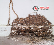 ‘Tis the season for termites in your house. Keep your.xx&oh=fc74bc140a2652abf56dfb8d0d6d74f6&oe=5FE46FDA - ADJ and R Pest Control Services in Davao City