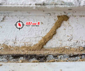 Here are some impressive termite mud tube. Termite season is.xx&oh=63e61fea161fc8e0f079e1761f31875c&oe=60127327 - ADJ and R Pest Control Services in Davao City