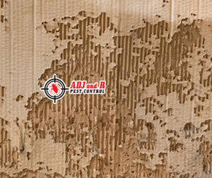 Heres what left of a cardboard box after termites had.xx&oh=ce8b1fb79728a3fd8a0bbea1c26aa056&oe=60122F6D - ADJ and R Pest Control Services in Davao City