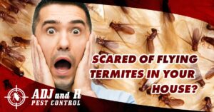 Scared of flying termites in your house Call us at.xx&oh=6ea035ca4b680e164cbd11b9030f4ca5&oe=5FF70CE7 - ADJ and R Pest Control Services in Davao City