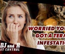 Worried you039ve got a termite infestation Get the best when.xx&oh=d6fe7ce4b82093ca40de345e51c177d0&oe=5FF58E73 - ADJ and R Pest Control Services in Davao City