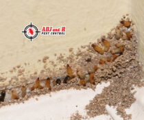 Damage caused by termites infestation can be a big burden.xx&oh=56756d786b84a12538960ad62f9dd819&oe=602BA166 - ADJ and R Pest Control Services in Davao City