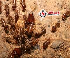 Subterranean Termites can be very destructive. No matter how - ADJ and R Pest Control Services in Davao City