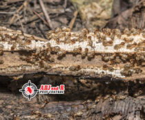 Treatment options for termites vary. We have multiple methods which.xx&oh=8bad6525e6aa5a53e4866ccb45a84204&oe=6022FD14 - ADJ and R Pest Control Services in Davao City