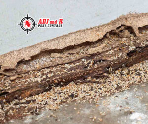 You can catch termite infestation by spotting discarded wings and.xx&oh=c931bfde8374e54bb4d2eb2f8f43cc9b&oe=60385F4A - ADJ and R Pest Control Services in Davao City