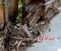 Have you ever had a problem with termites? If you suspect you have termites, don…