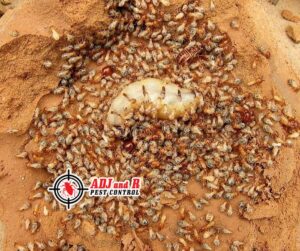 Termites are able to cause so much damage because they.xx&oh=034d825c3499249f4cf0bf039fbe649d&oe=6040B4EB - ADJ and R Pest Control Services in Davao City