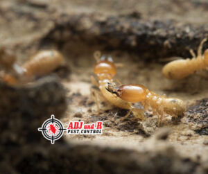The first step in termite control is to be on.xx&oh=dcf3efb1cd593da669d60c60fb27210e&oe=605476B1 - ADJ and R Pest Control Services in Davao City