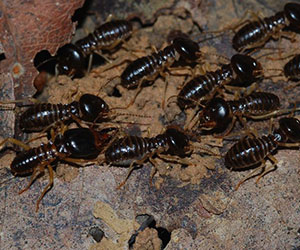 Termite/Anay Control in Davao City