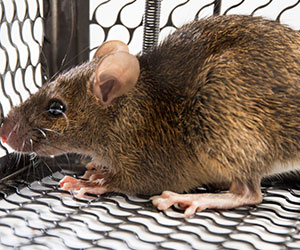 Rodent/Rat Control in Davao City