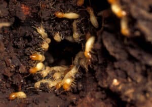termite - ADJ and R Pest Control Services in Davao City