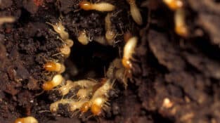 Termite Treatment in Davao City