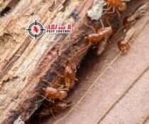 Whether theyre coming up from underground subterranean termites or above.xx&tp=9&oh=8188719afa50b3cae776671d11fa1711&oe=6064A0CA - ADJ and R Pest Control Services in Davao City