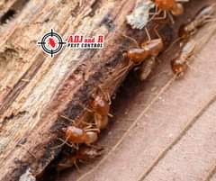 Whether theyre coming up from underground subterranean termites or - ADJ and R Pest Control Services in Davao City