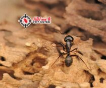 p16 - ADJ and R Pest Control Services in Davao City