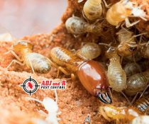 Has DIY termite control…