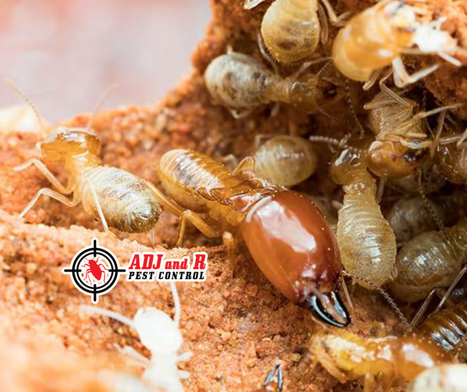 p55 - ADJ and R Pest Control Services in Davao City
