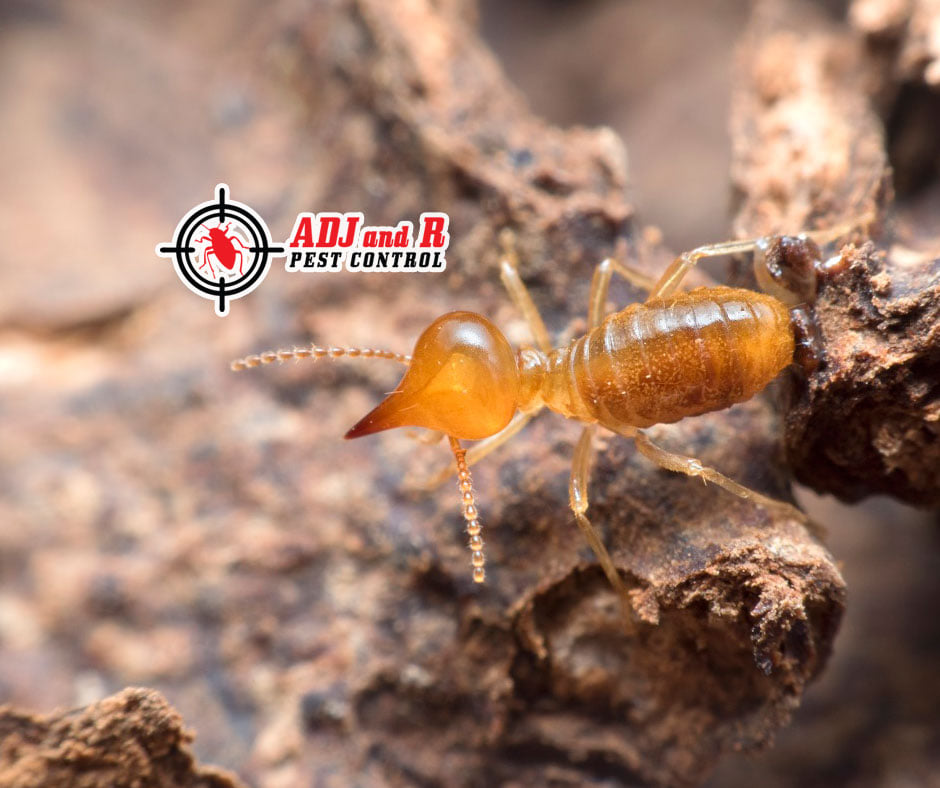p58 1 - ADJ and R Pest Control Services in Davao City