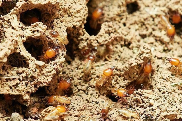 Termites/anay Treatment Facts