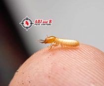 Termite or Anay infestations…