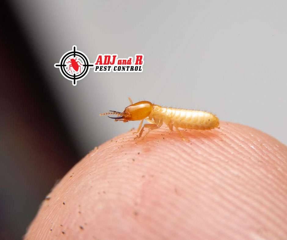 p63 - ADJ and R Pest Control Services in Davao City