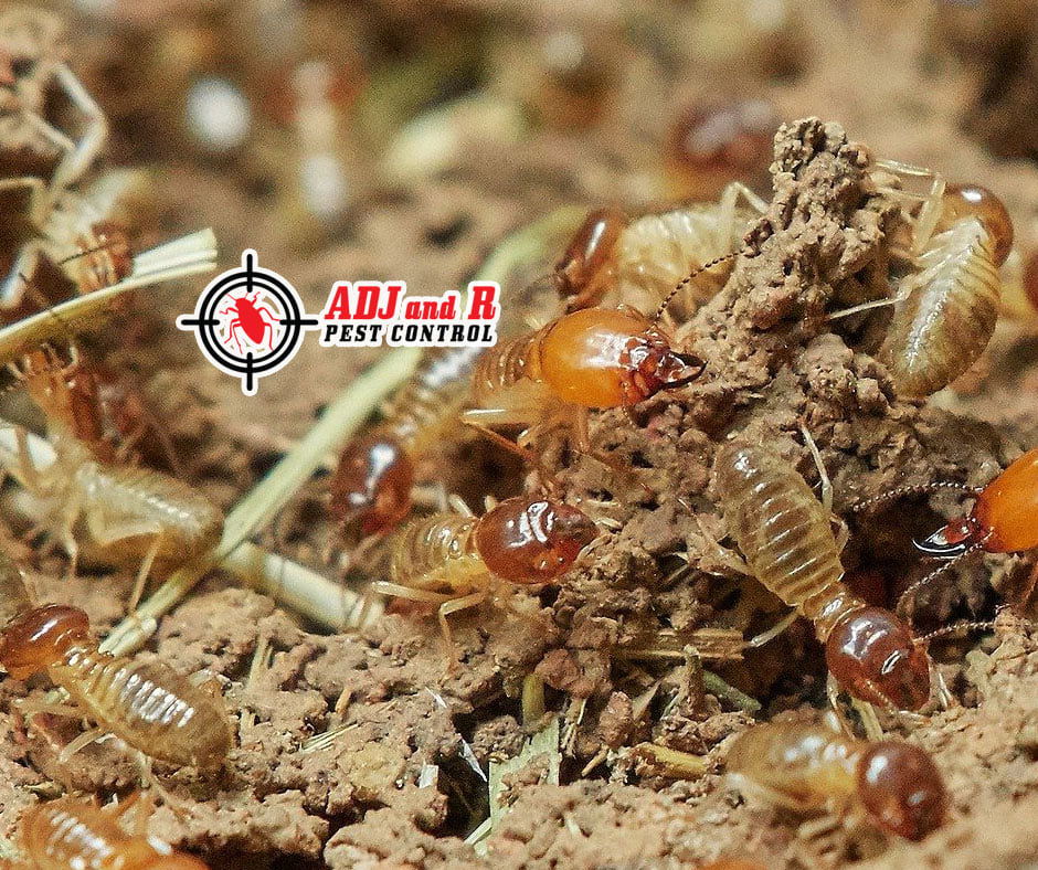 p64 - ADJ and R Pest Control Services in Davao City