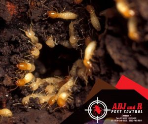 p69 - ADJ and R Pest Control Services in Davao City